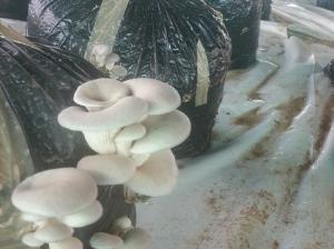 Pleurotus2